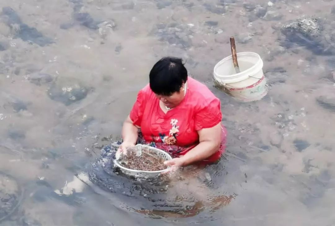 青岛人挖蛤蜊放大招了:耙子,漏盘都用上了