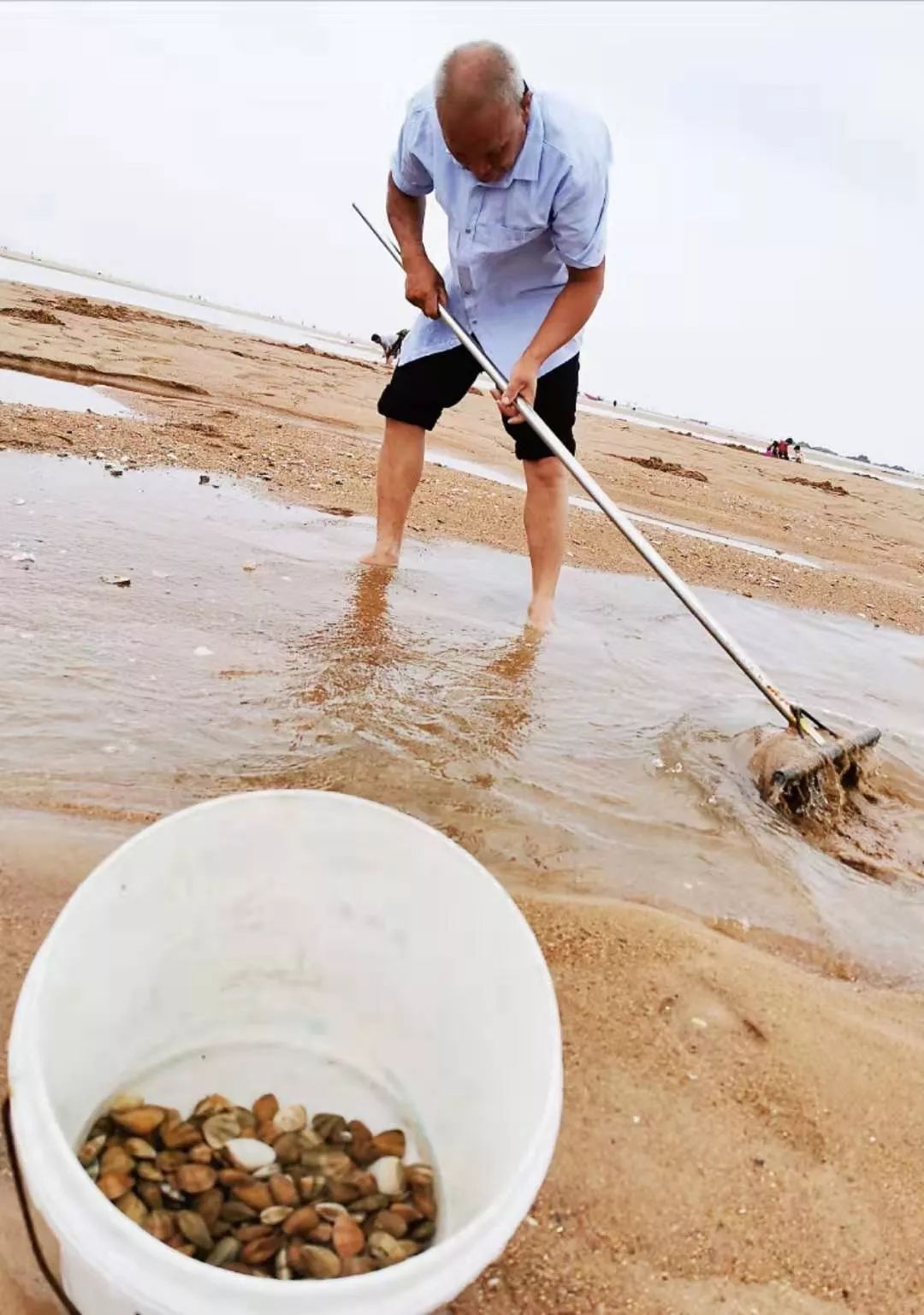青岛人挖蛤蜊放大招了:耙子,漏盘都用上了