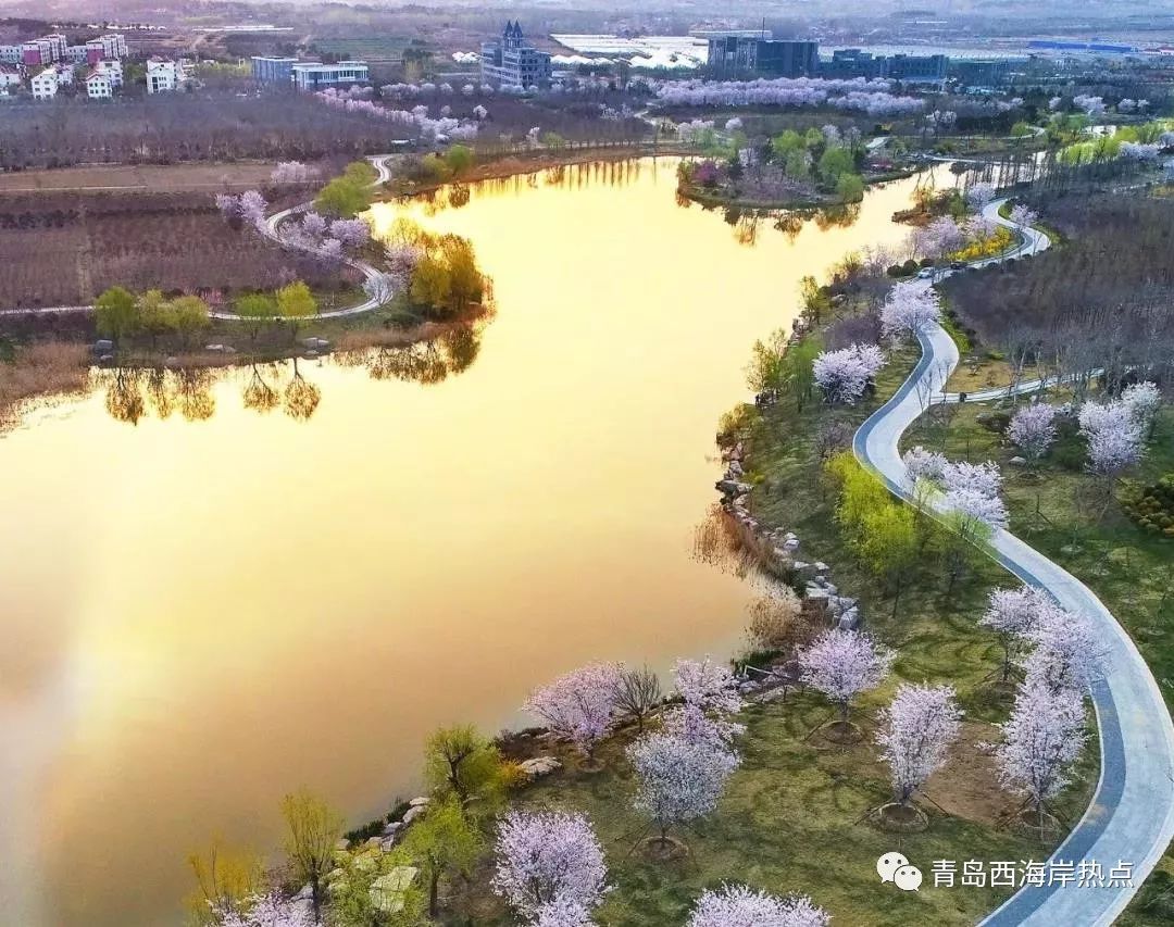 西海岸又在全国火了!再拿下山东第一!