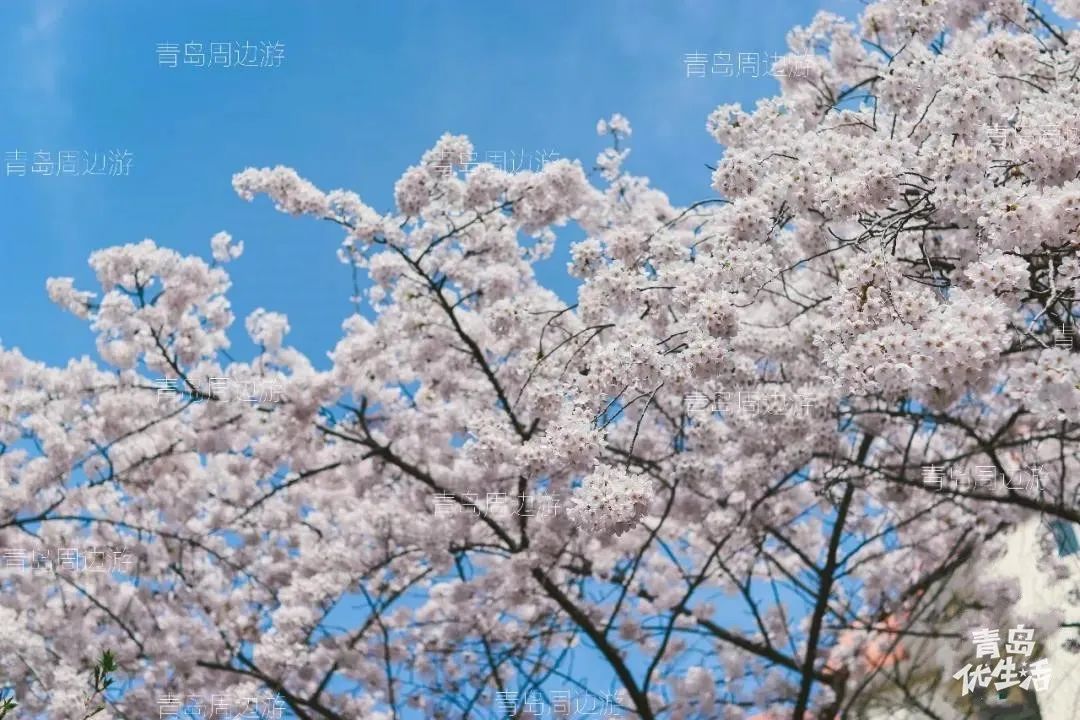 中山公园的樱花开了!青岛赏樱地点快收好