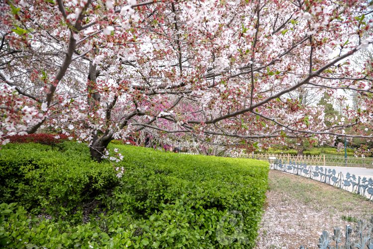 花开花落自有时 中山公园单樱谢幕 你今年观赏了吗