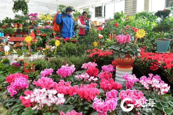 春节临近青岛花卉市场又热闹起来了