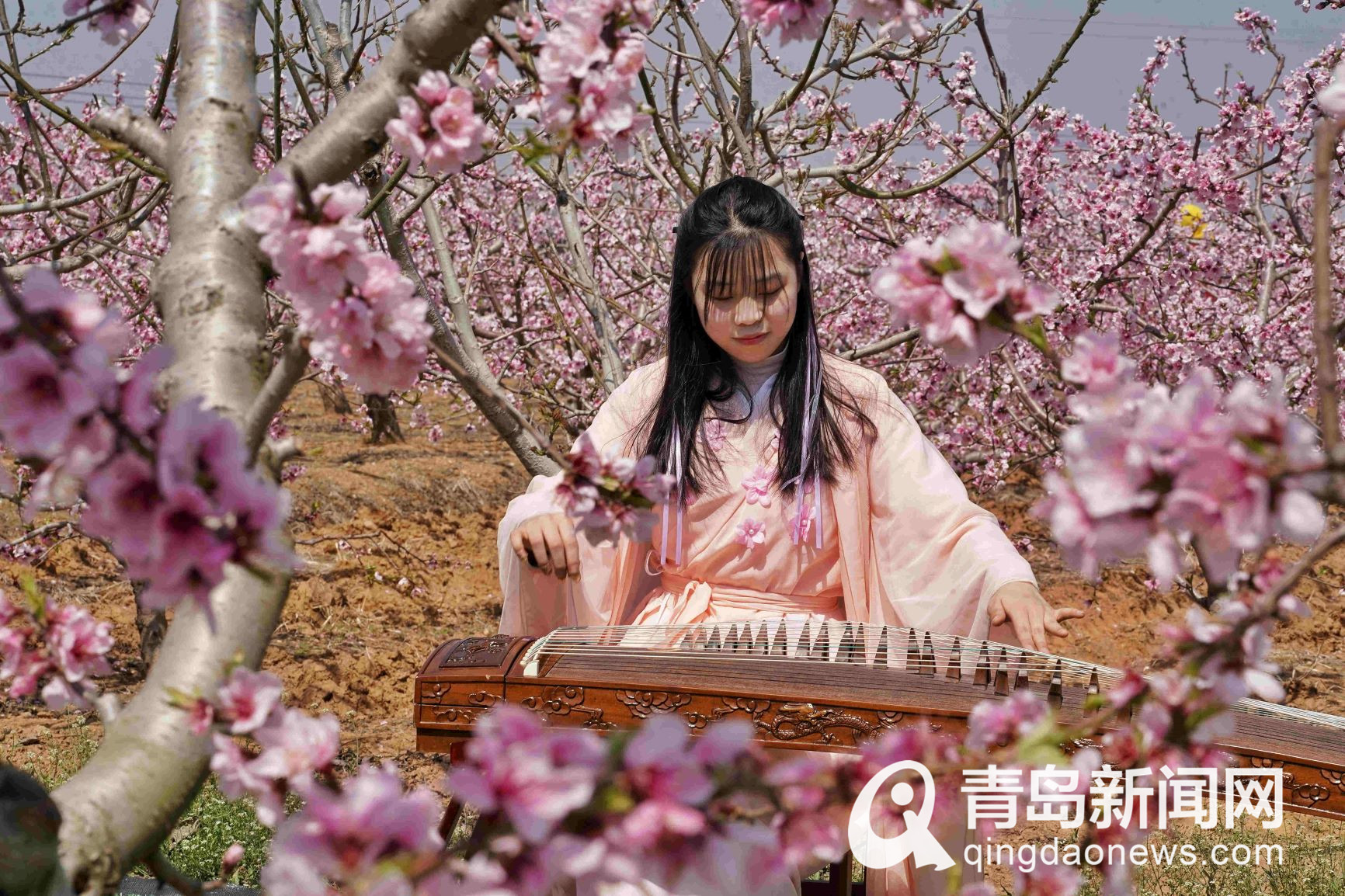 芳菲四月,西海岸这片万亩桃花花海不能错过(航拍组图)