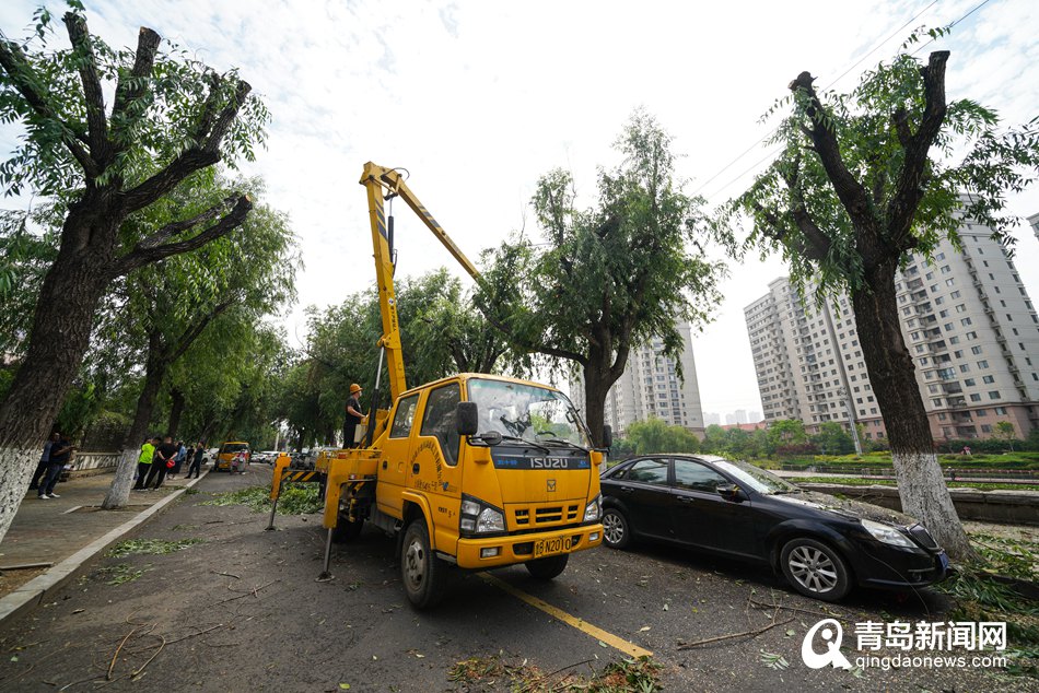 修剪枯枝消除隐患李沧为滨河路两百余株柳树理发