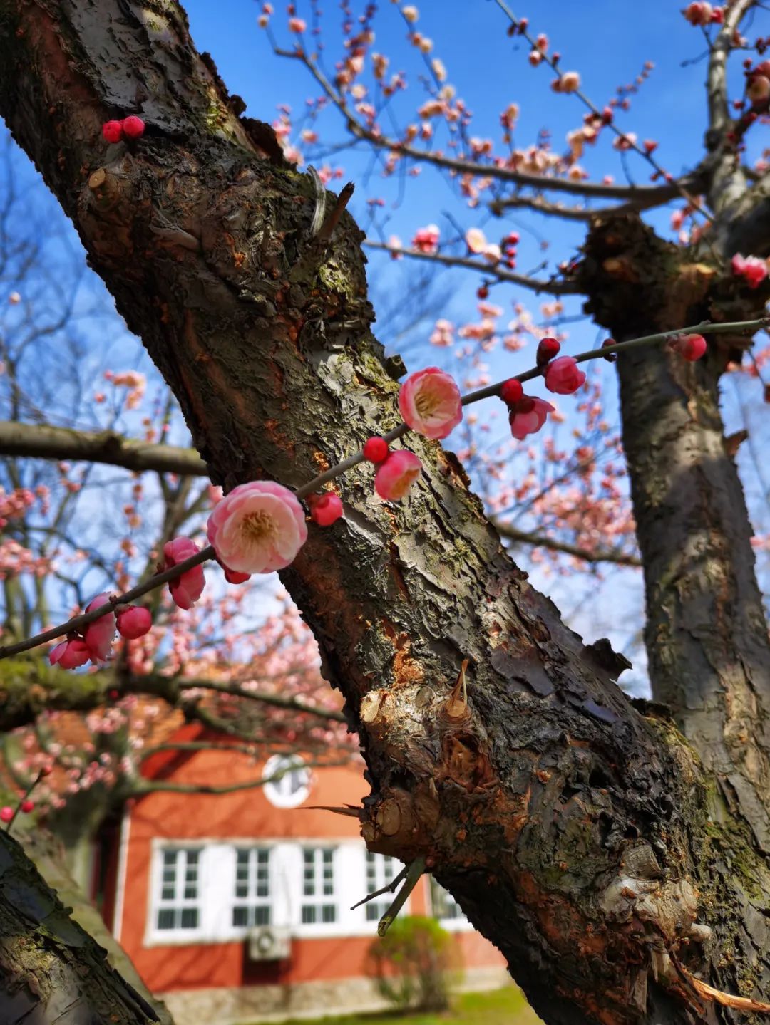 实拍青岛花已满城尽享春色