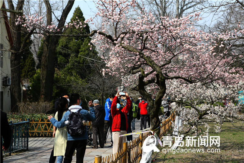 梅花,桃花都开了!青岛的公园恢复开放,但进园有条件