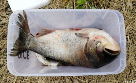 一条大鱼六七斤!市民白沙河下游撒网捕鱼忙