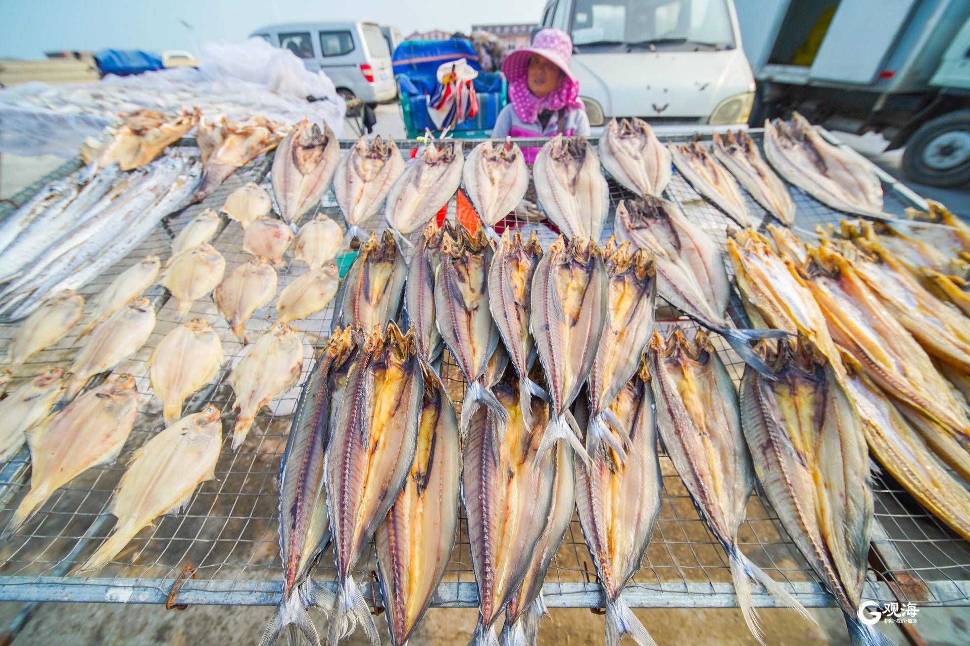 立冬一过 甜晒鲅鱼登场 王哥庄甜晒鱼今冬销量预计可达到1200吨