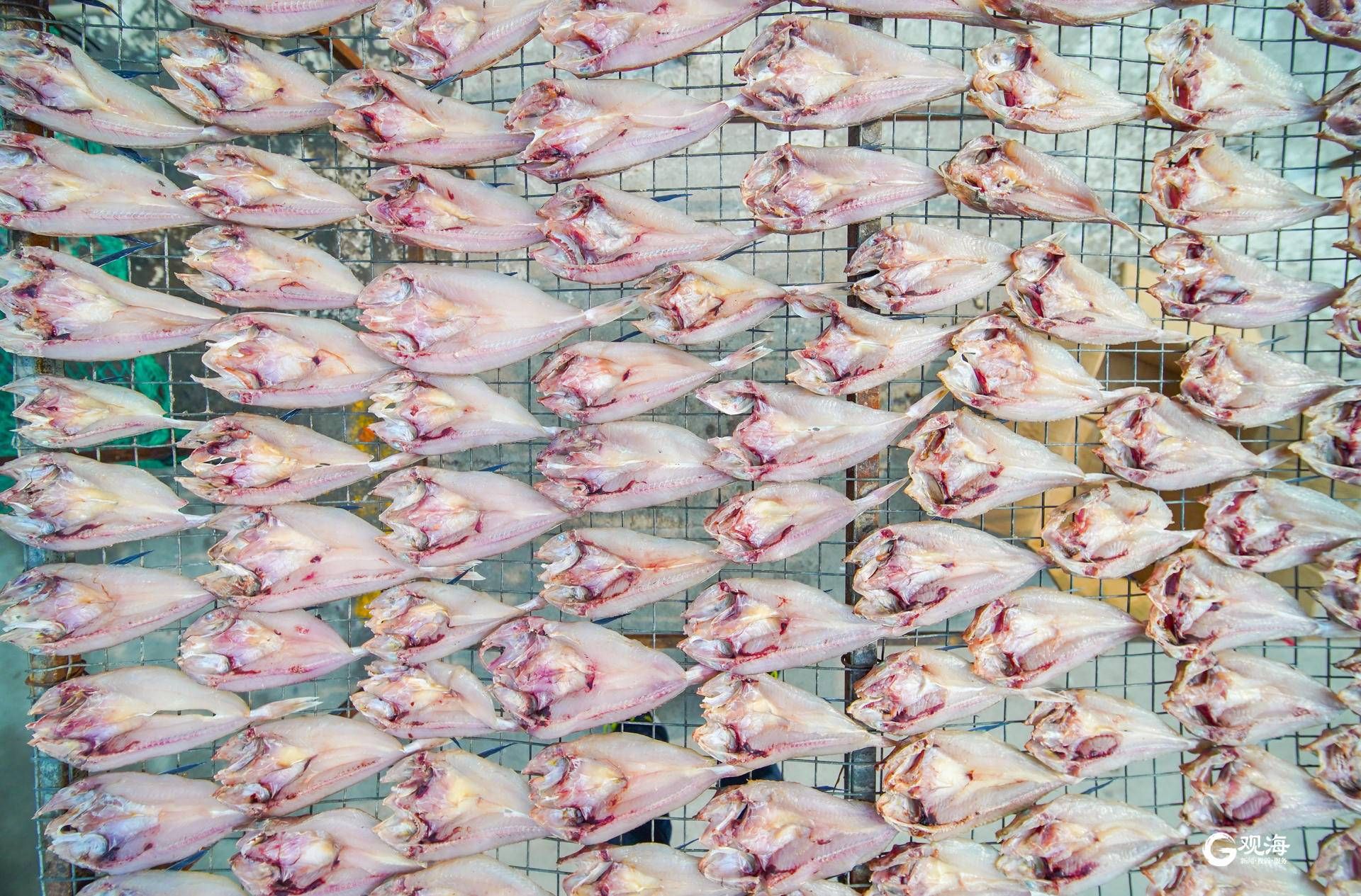 立冬一过 甜晒鲅鱼登场 王哥庄甜晒鱼今冬销量预计可达到1200吨