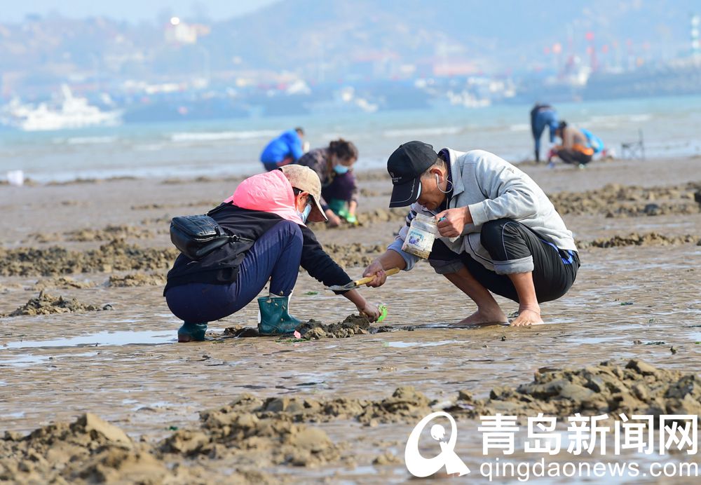 又是一个大潮日 市民游客沙子口海滩赶海忙