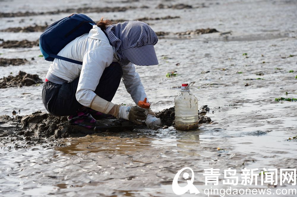 又是一个大潮日 市民游客沙子口海滩赶海忙