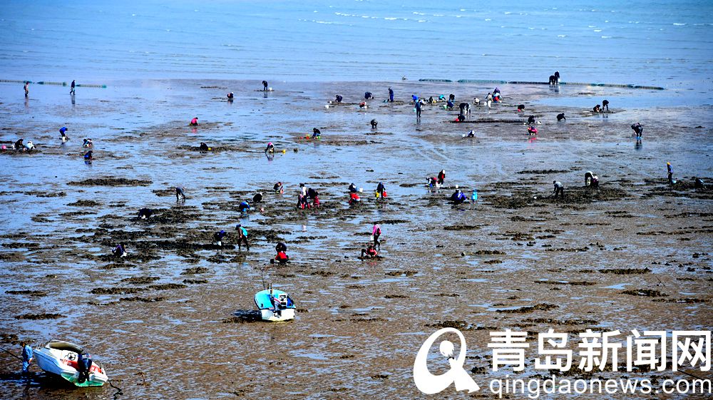 又是一个大潮日 市民游客沙子口海滩赶海忙
