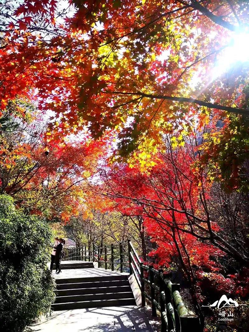 嶗山秋日景色:樹樹皆秋色,山山唯落暉