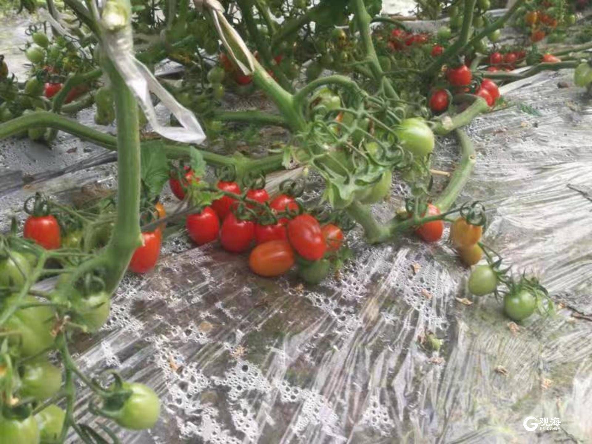 青岛本地樱桃西红柿上市 甜美多汁走俏市场