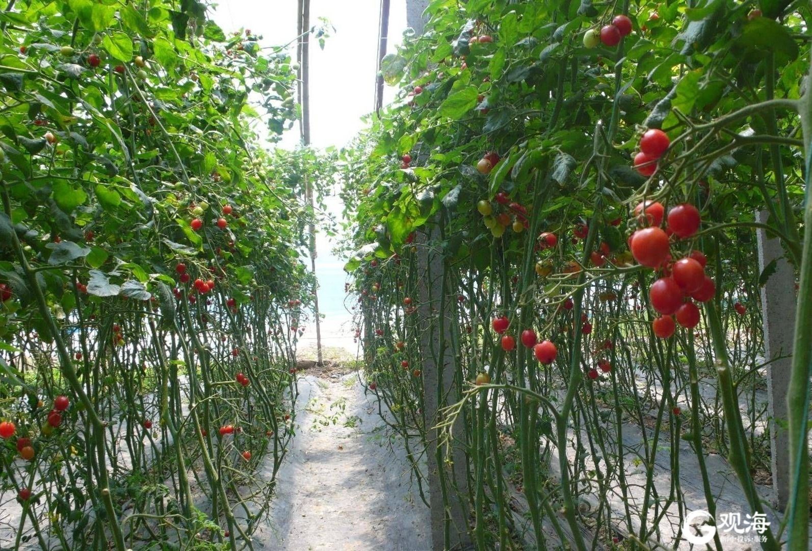 青岛本地樱桃西红柿上市 甜美多汁走俏市场