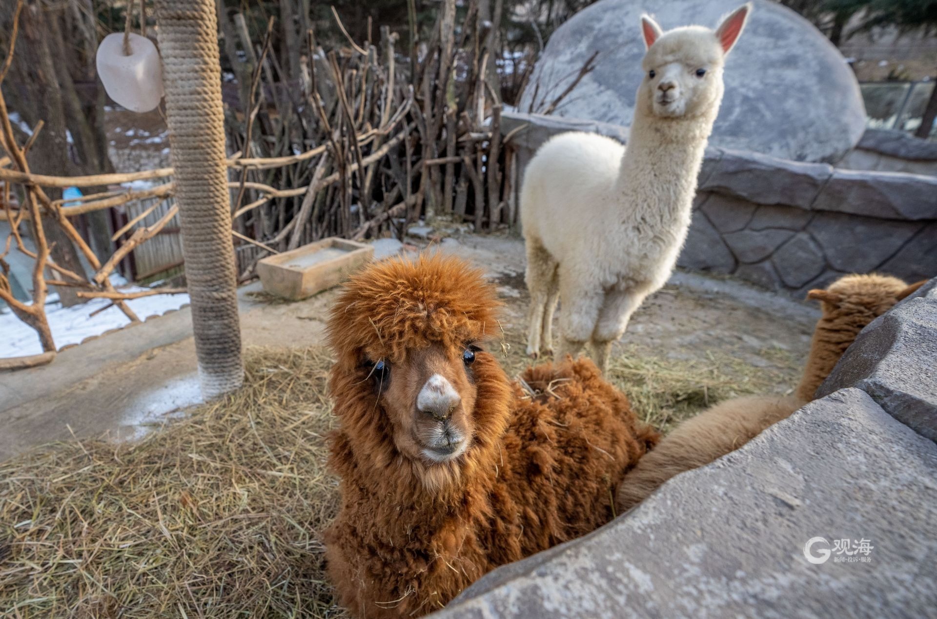 紧急增热青岛野生动物御寒提到最高等级