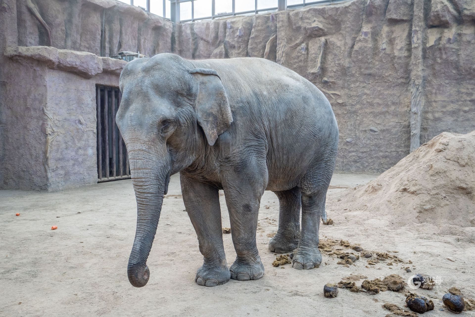 大象馆的温度已经超过18℃.