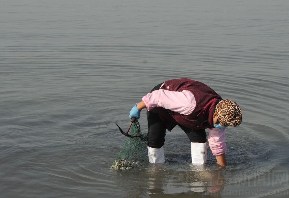 瞧这位青岛大姐 赶海的战利品足有五十多斤重