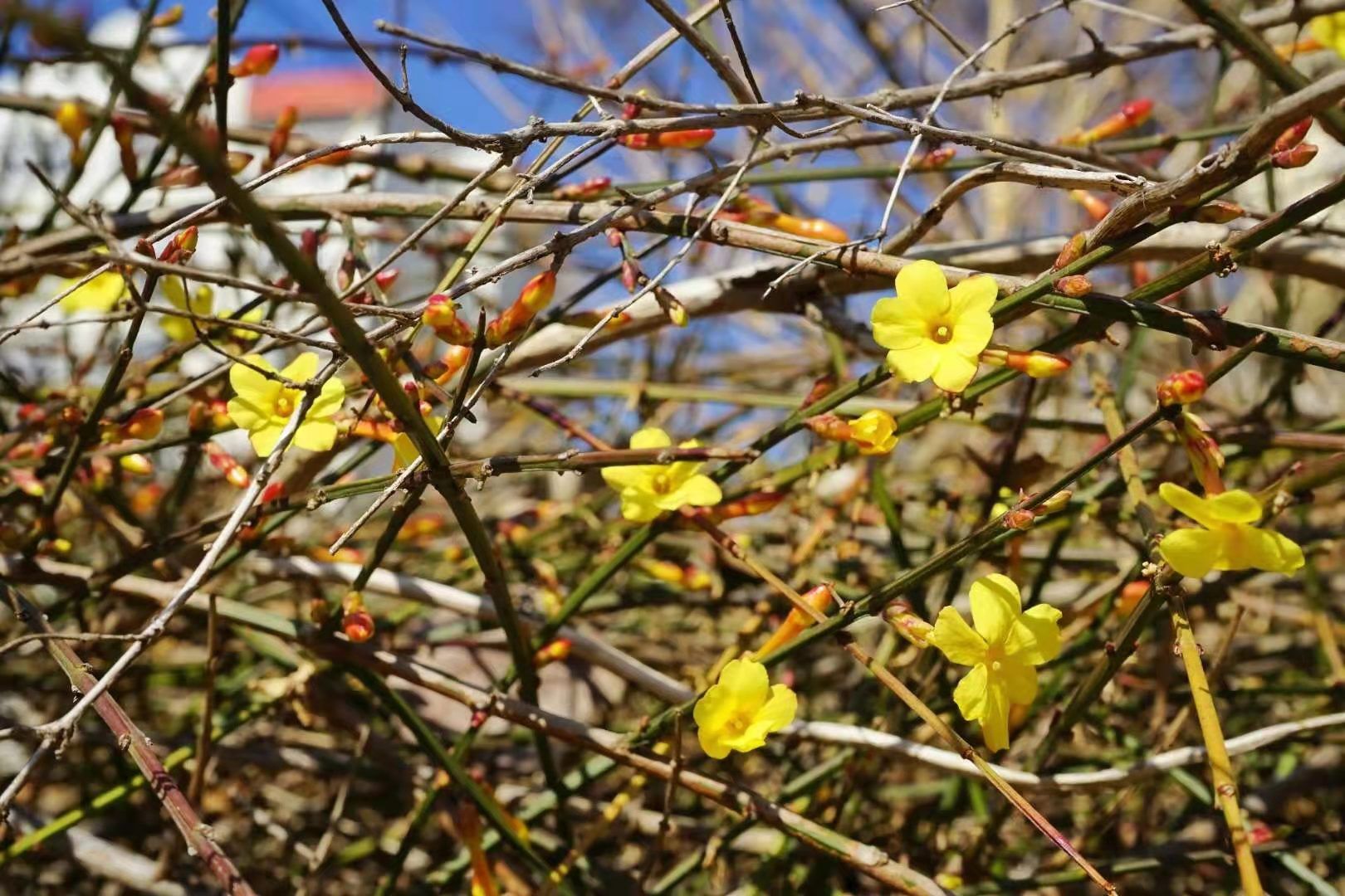 又見那一抹嫩黃!路邊迎春花綻放