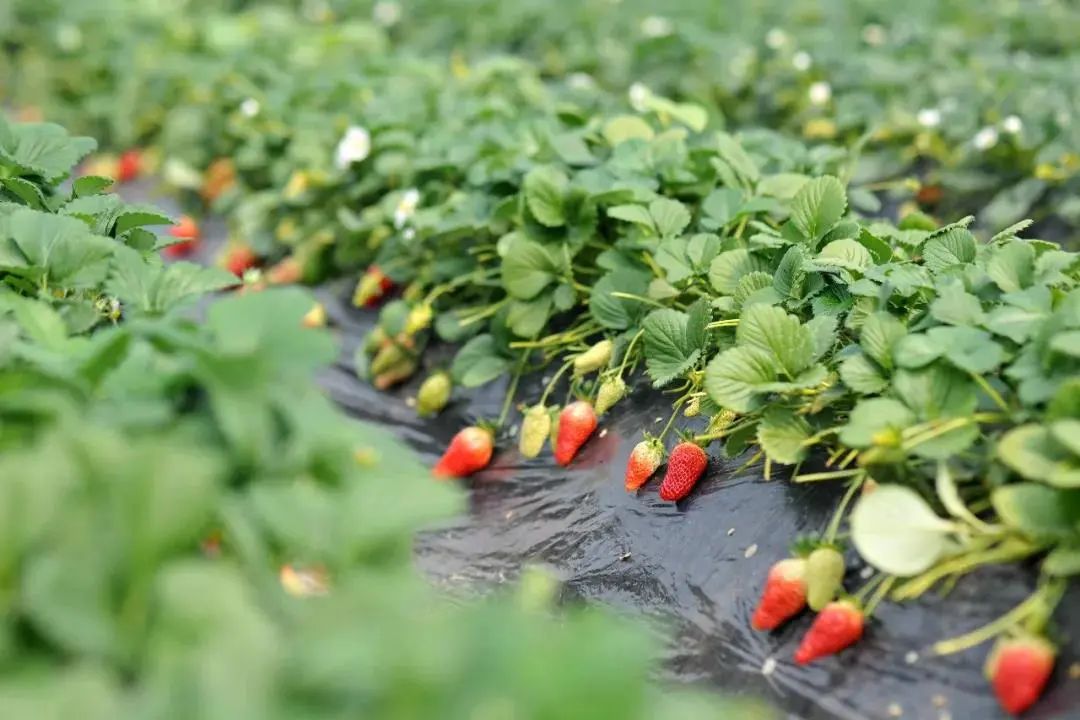 安庆摘草莓 美好田园图片