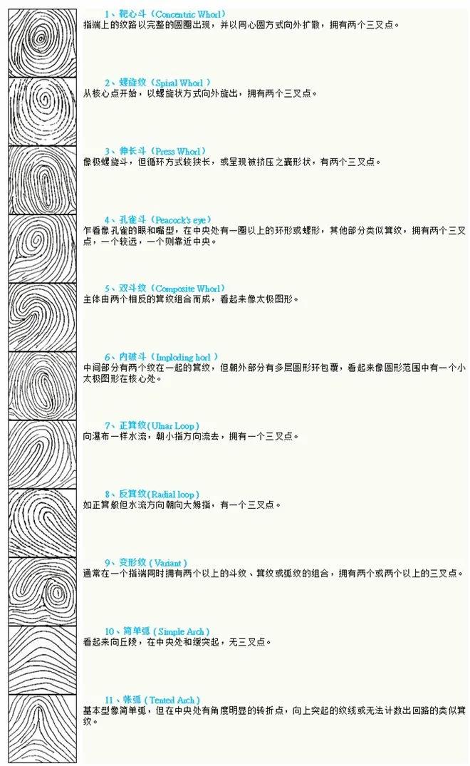 12种指纹类型图解三种图片