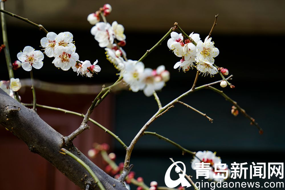 梅上繁枝千万朵 中山公园梅花进入盛花期