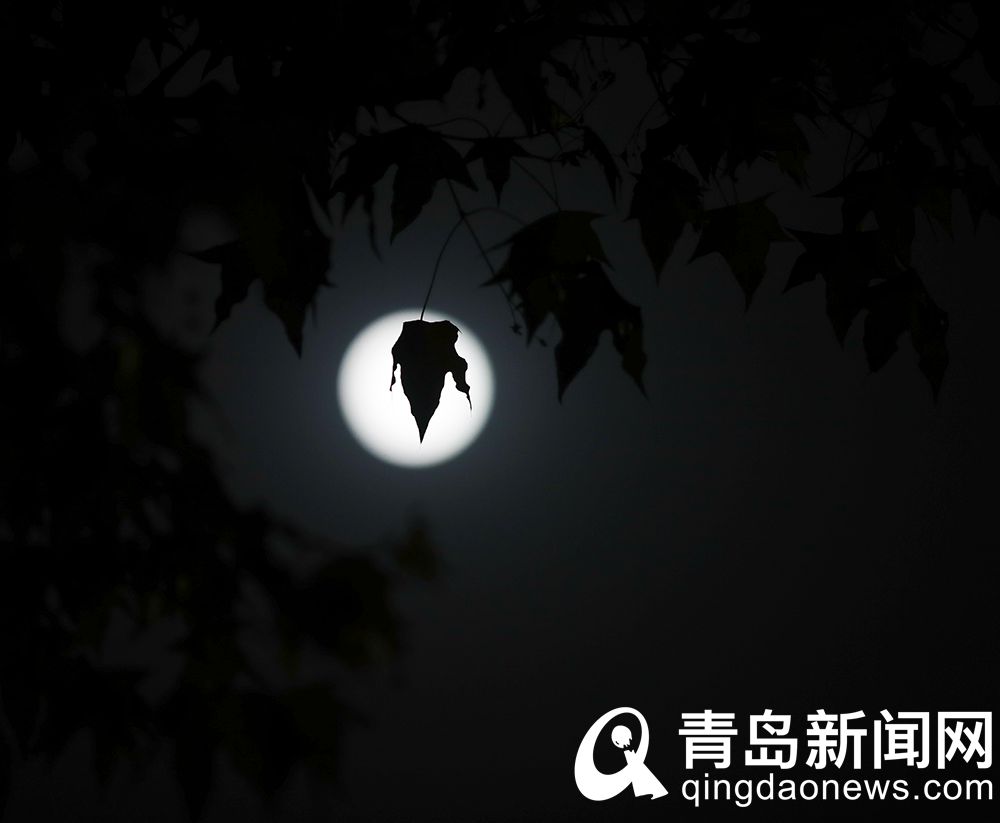 青岛新闻网4月28日讯(记者 庞为 摄影 魏世洲 俞方平)当月亮运行到近