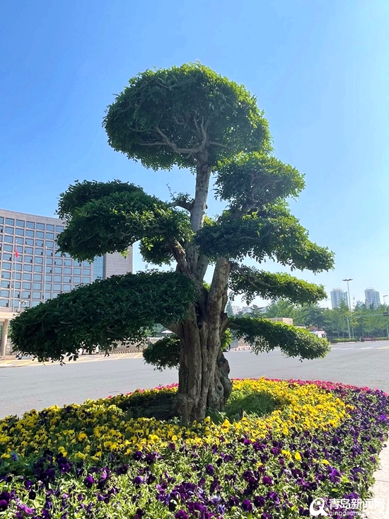 五四广场绿化带翻新青岛颜值美出新高度