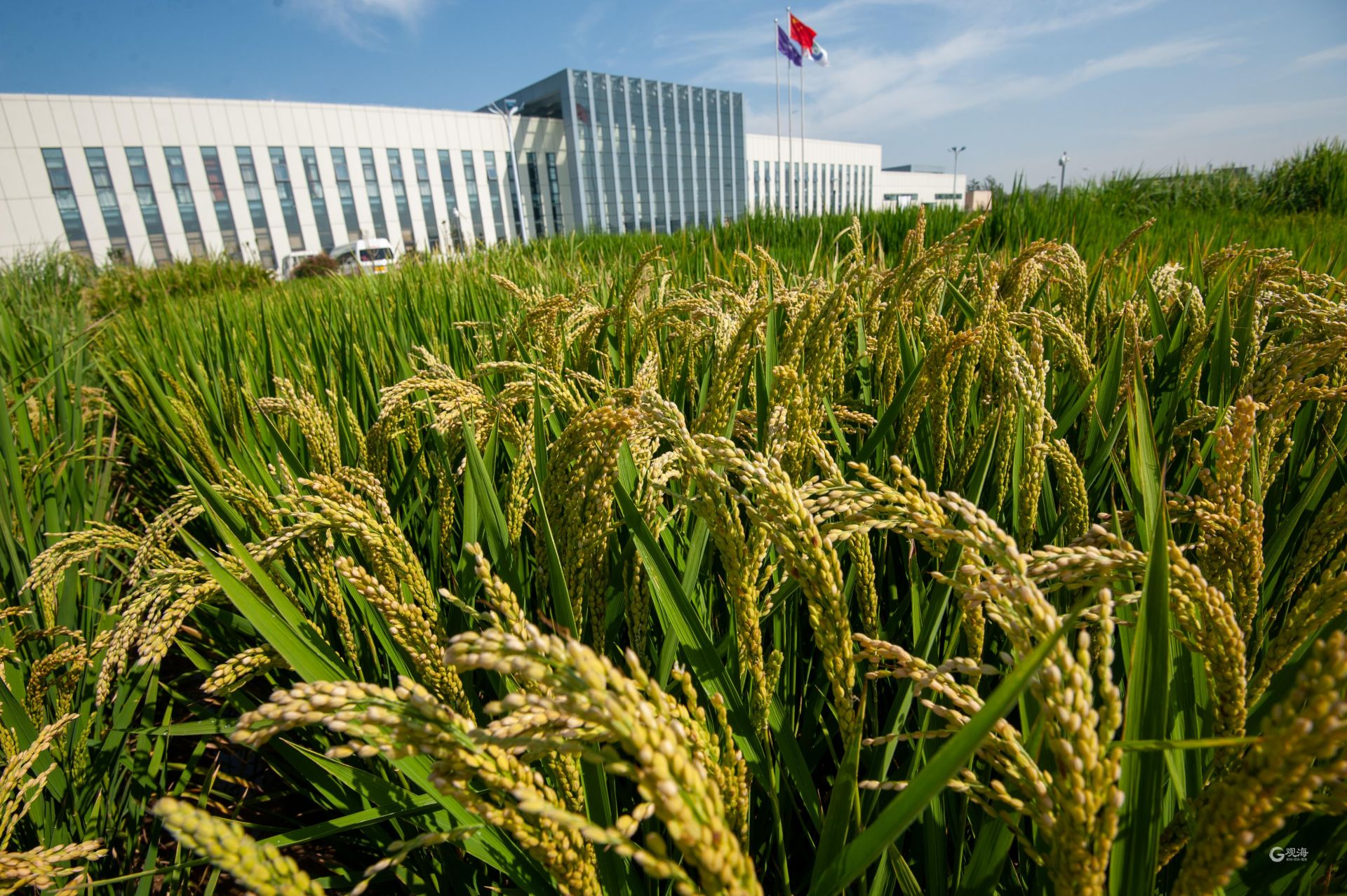 盐碱地飘稻花香袁隆平在青岛播种的海水稻茁壮成长