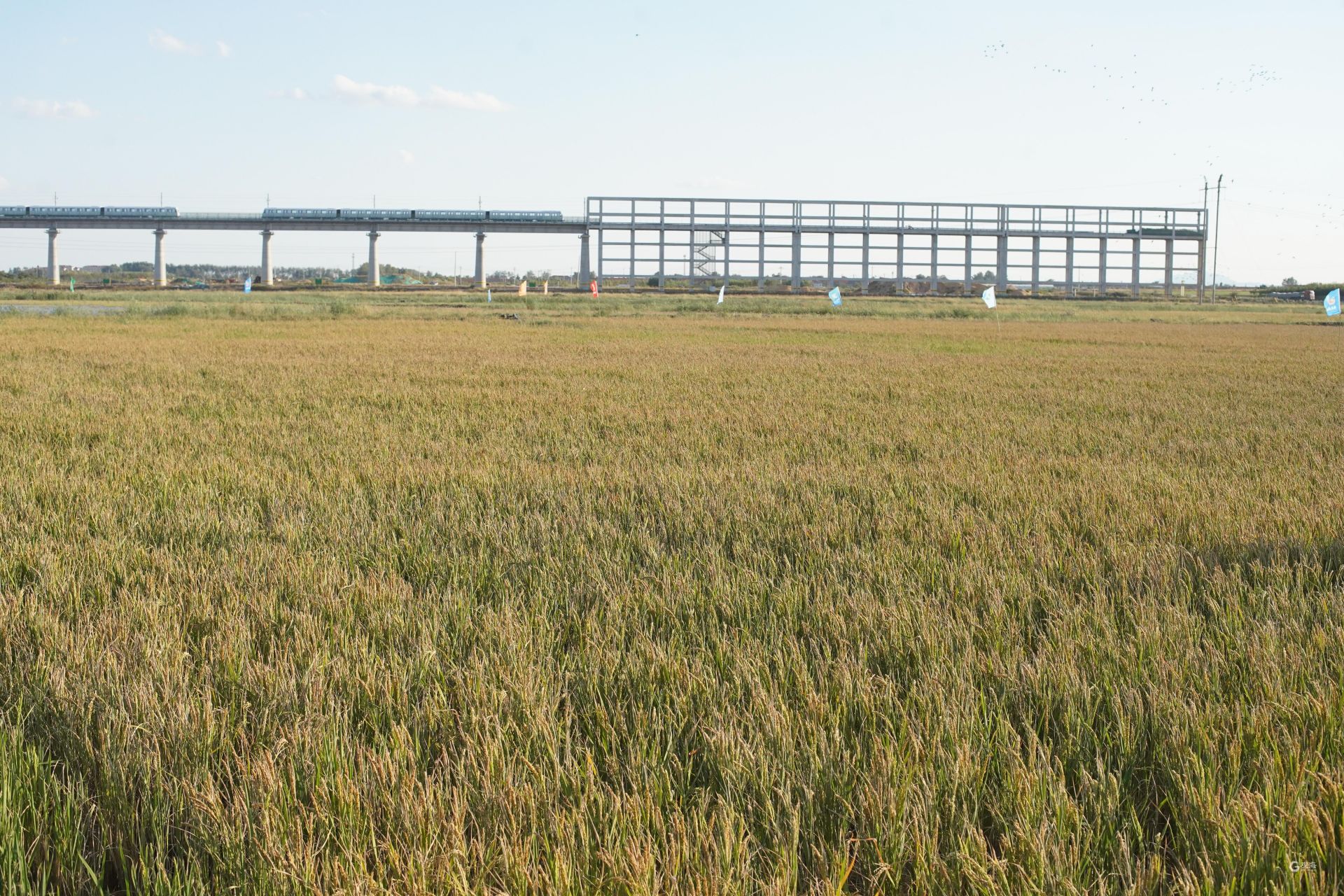 盐碱地飘稻花香袁隆平在青岛播种的海水稻茁壮成长