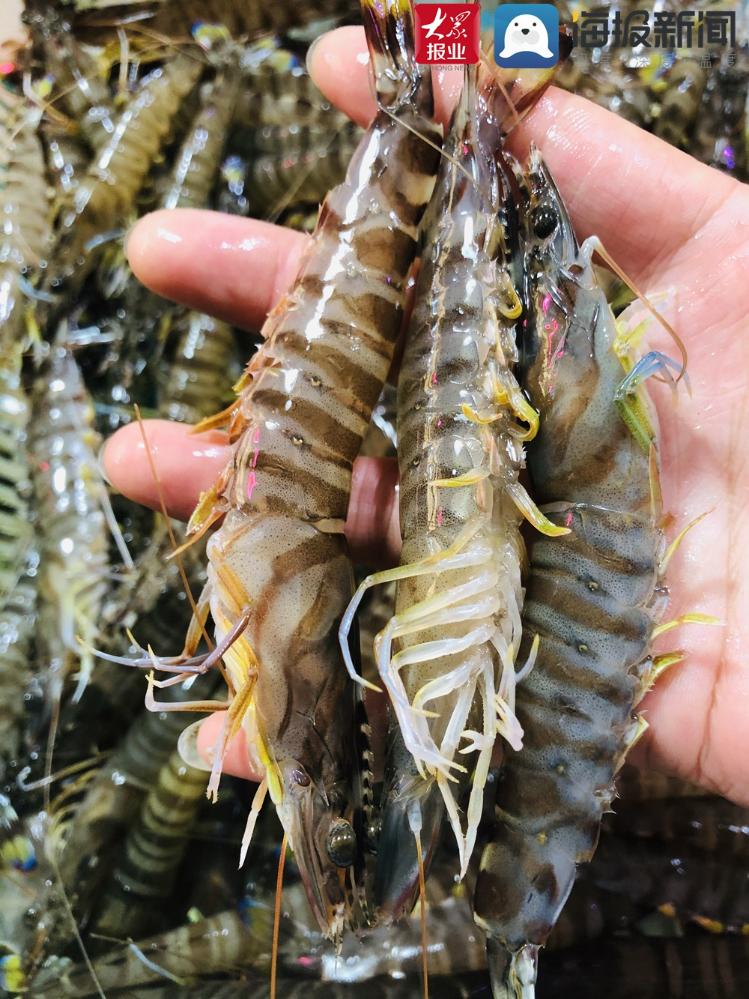 大量上市青岛竹节虾虾汛来临价格每斤50元到70元不等