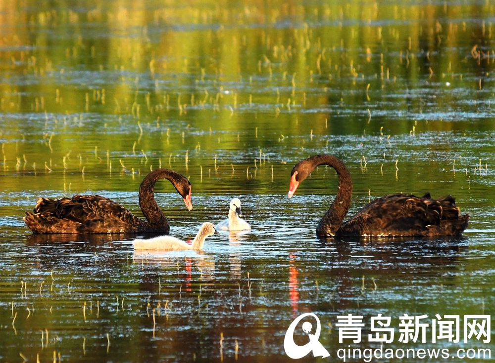 江陰香江海岸樂園_藍色海岸海洋樂園_動物世界大探秘海洋·海岸動物