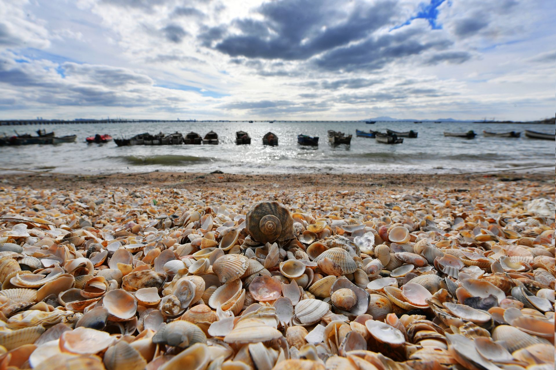 生态奇景青岛有片贝壳海滩快来看