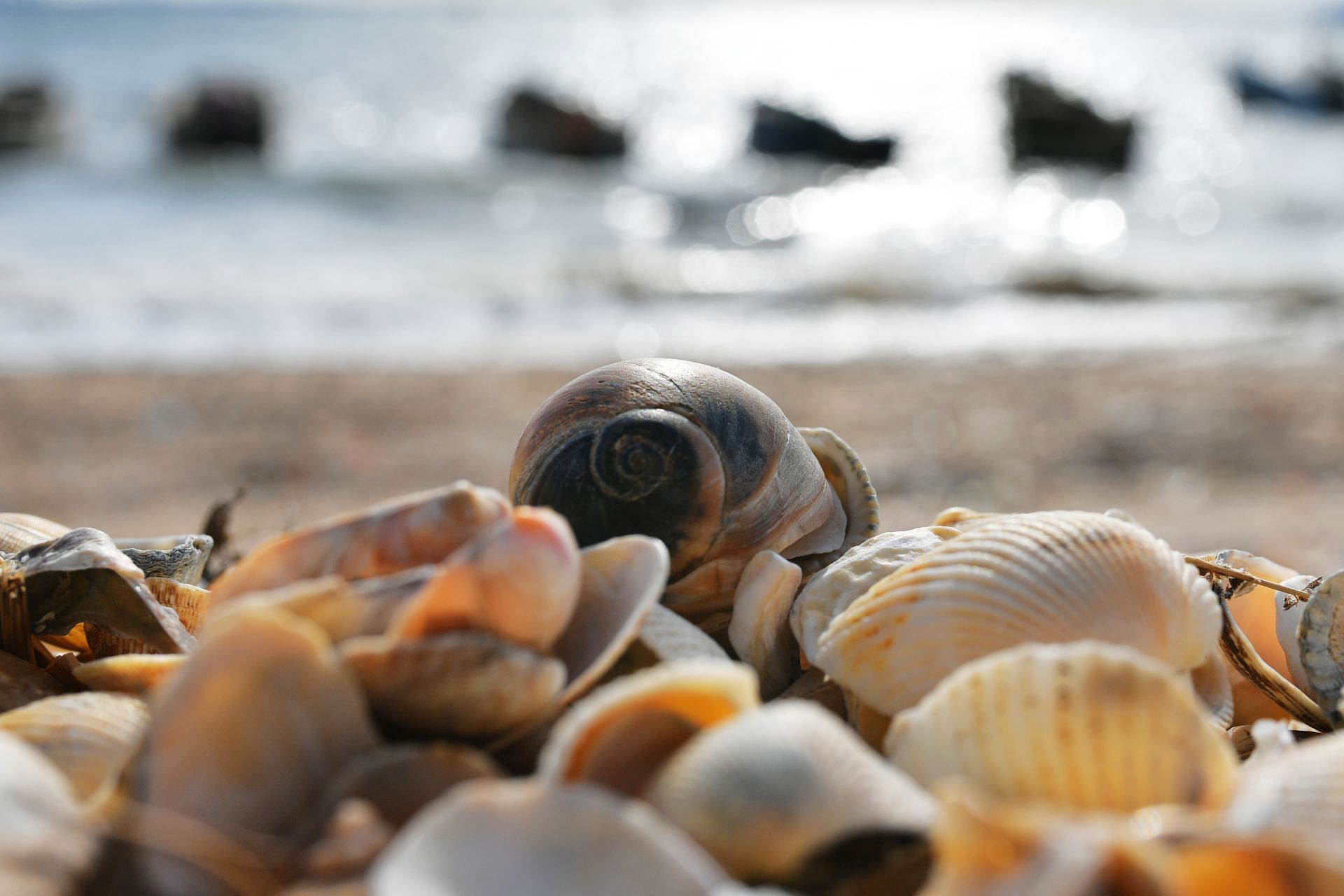生态奇景青岛有片贝壳海滩快来看