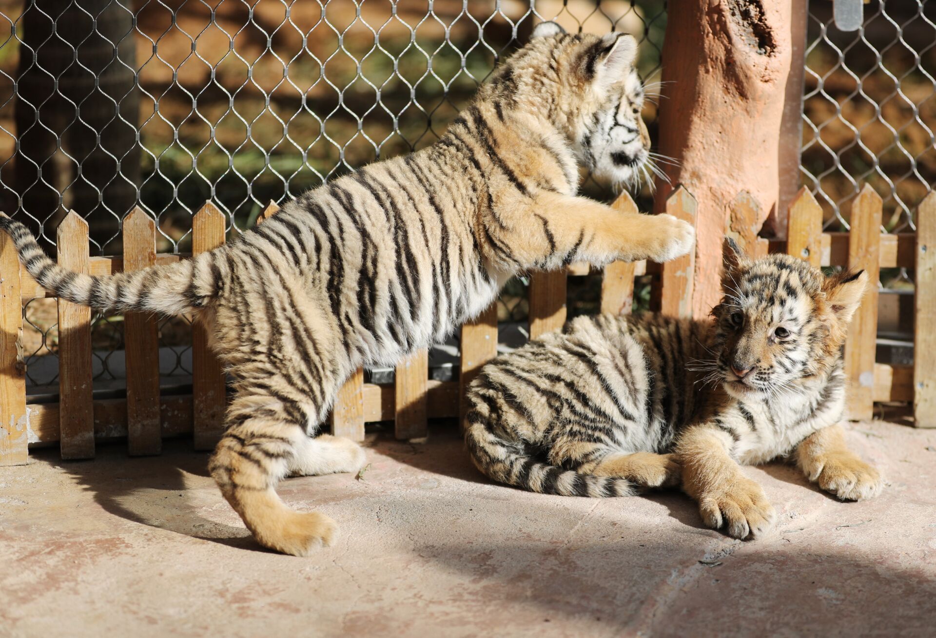 小脑斧来了青岛双胞胎虎崽迎新春