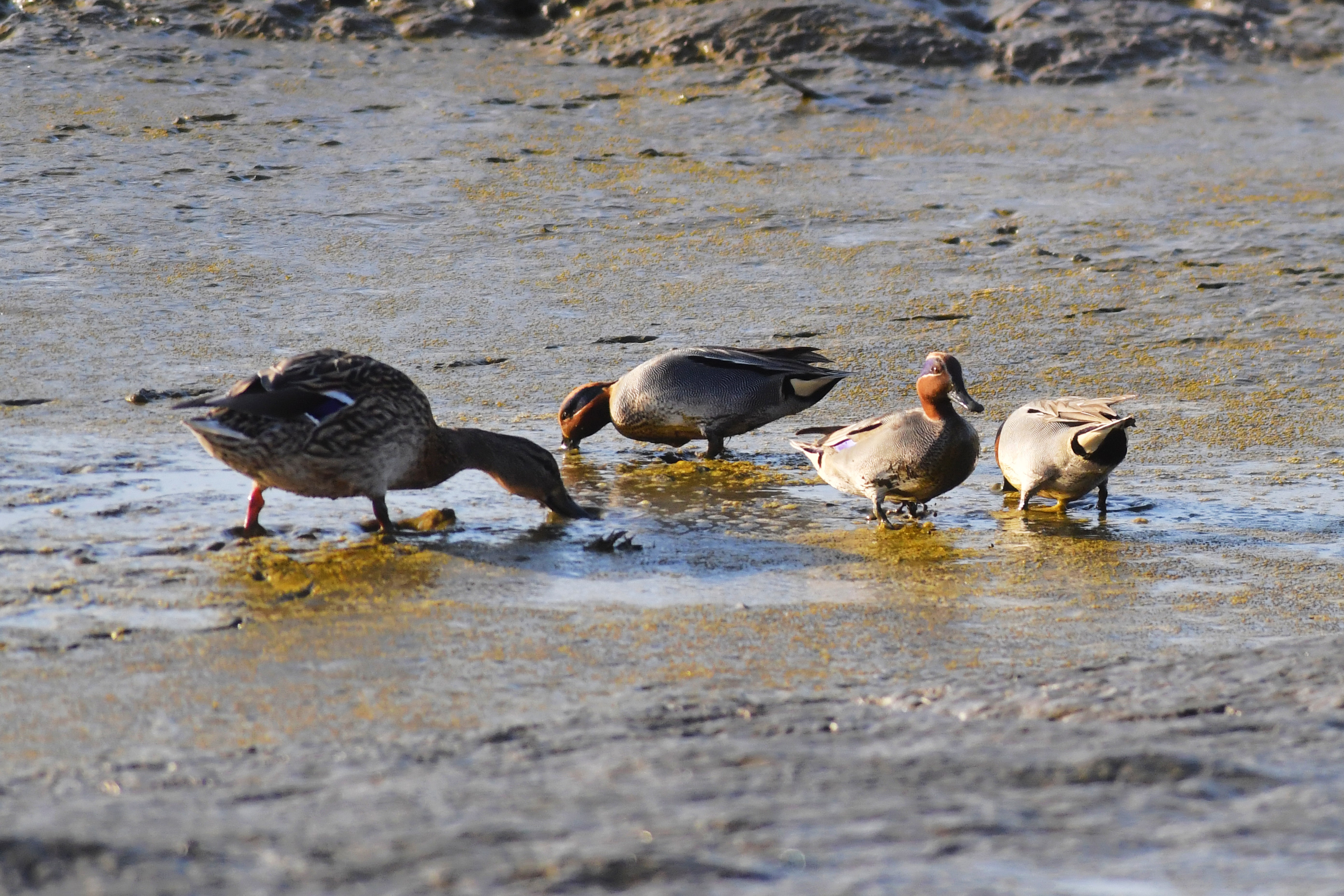实拍墨水河入海口来了群萌萌的野鸭